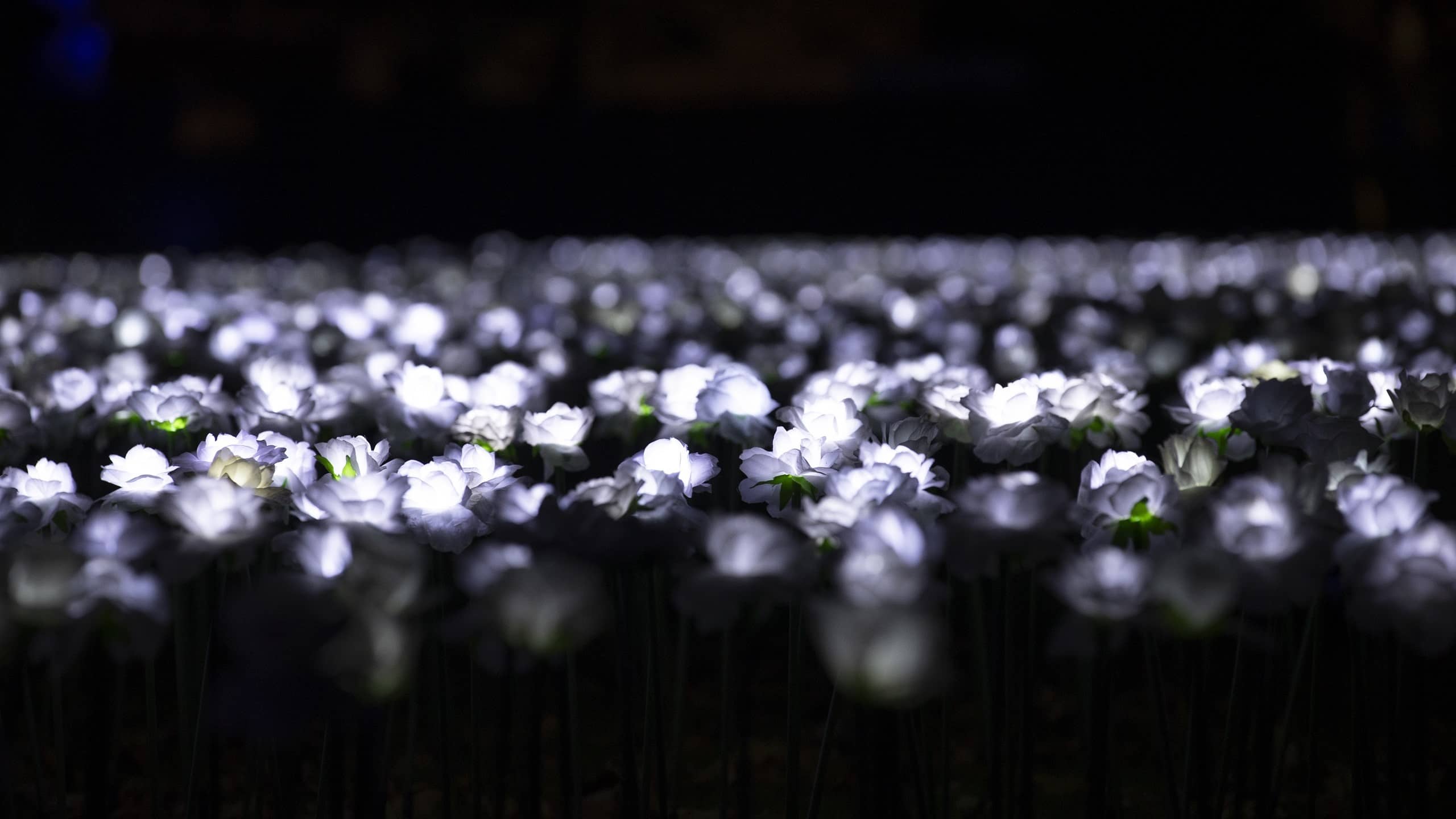 The Ever After Garden at night. The entirety of the square is lit up with beautiful white roses.
