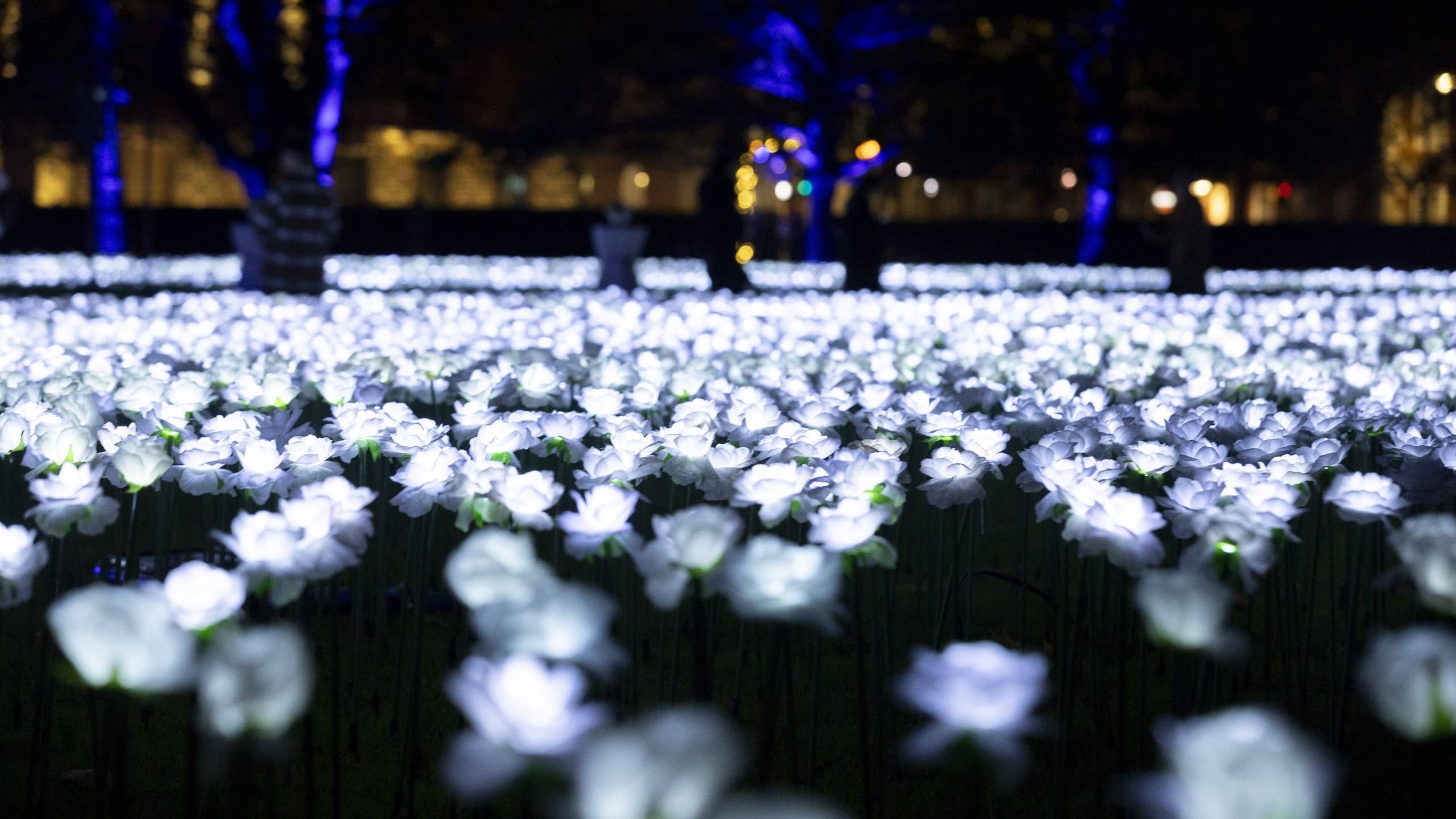 The Ever After Garden at night. The entirety of the square is lit up with beautiful white roses. You can see dark figures of people admiring the roses in the background.