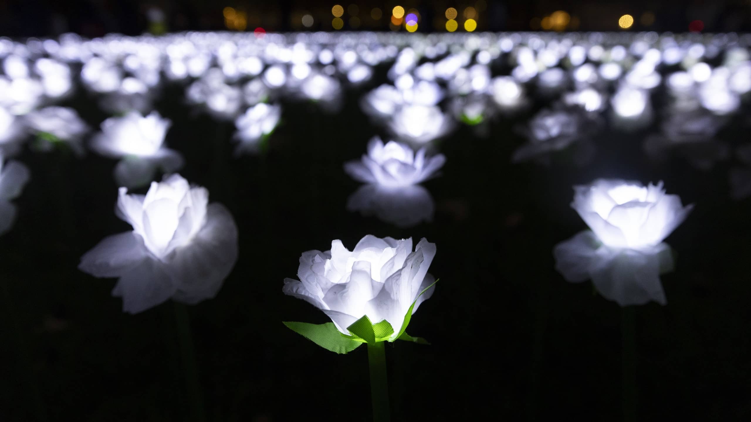 A sea of white illuminated roses at the Ever After Garden