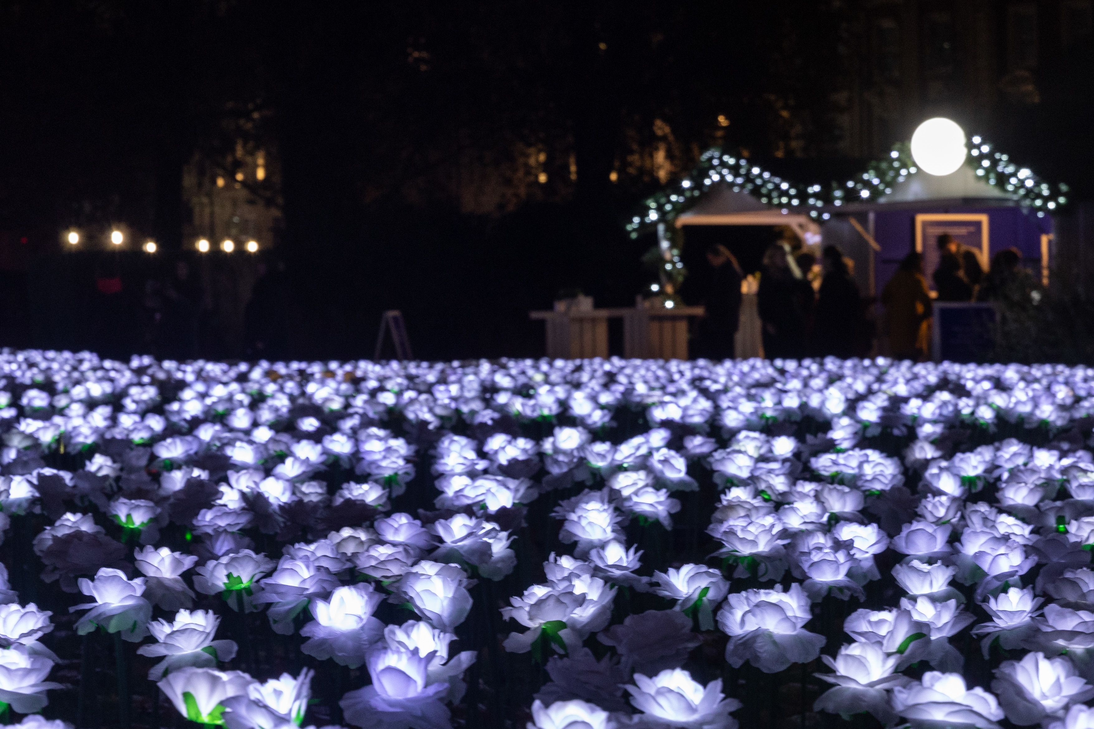 A night time photo of the Ever After Garden. The illuminated roses are bright in the foreground and in the background, the Ever After Garden wooden chalet is visible in soft focus.