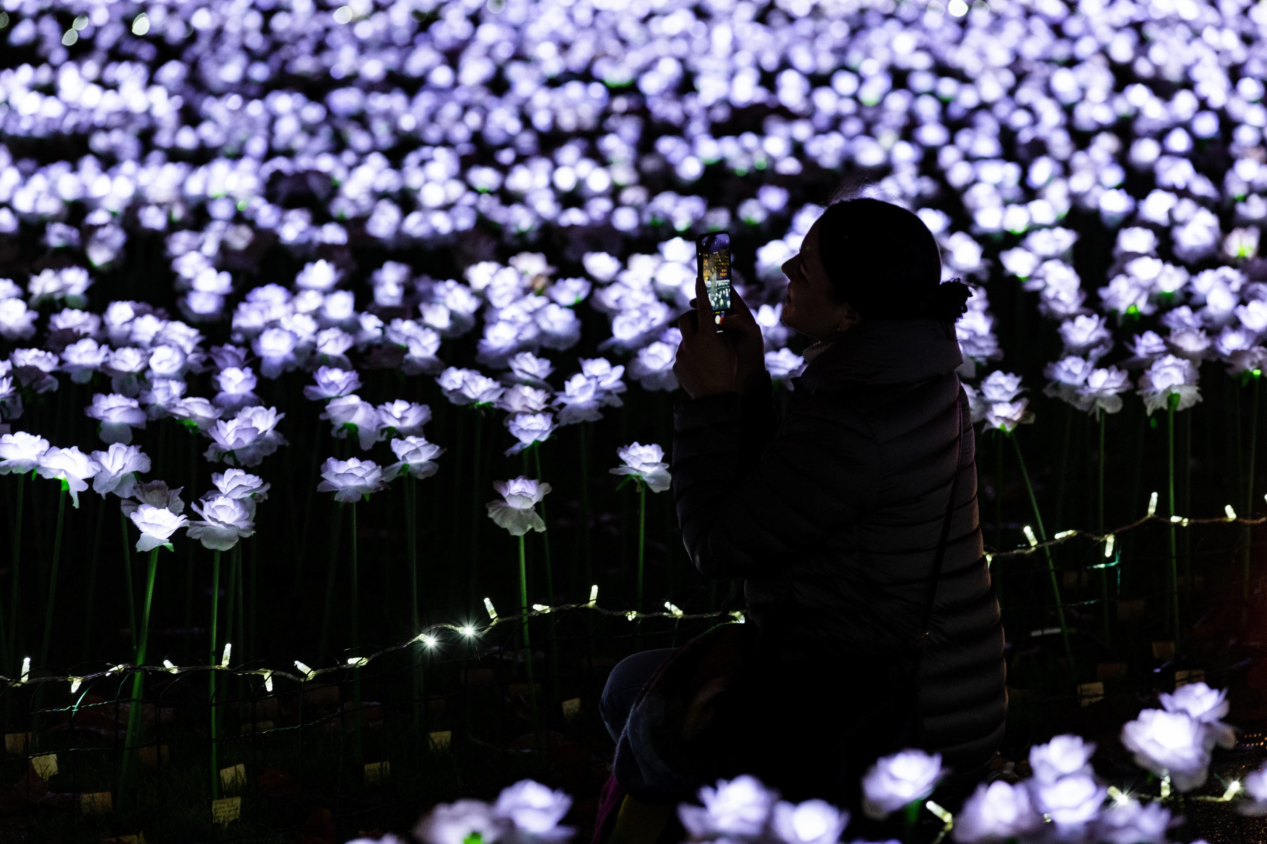 A night time photo of a woman silhouetted against the illuminated roses. She is taking a photo of the Ever After Garden on her phone.