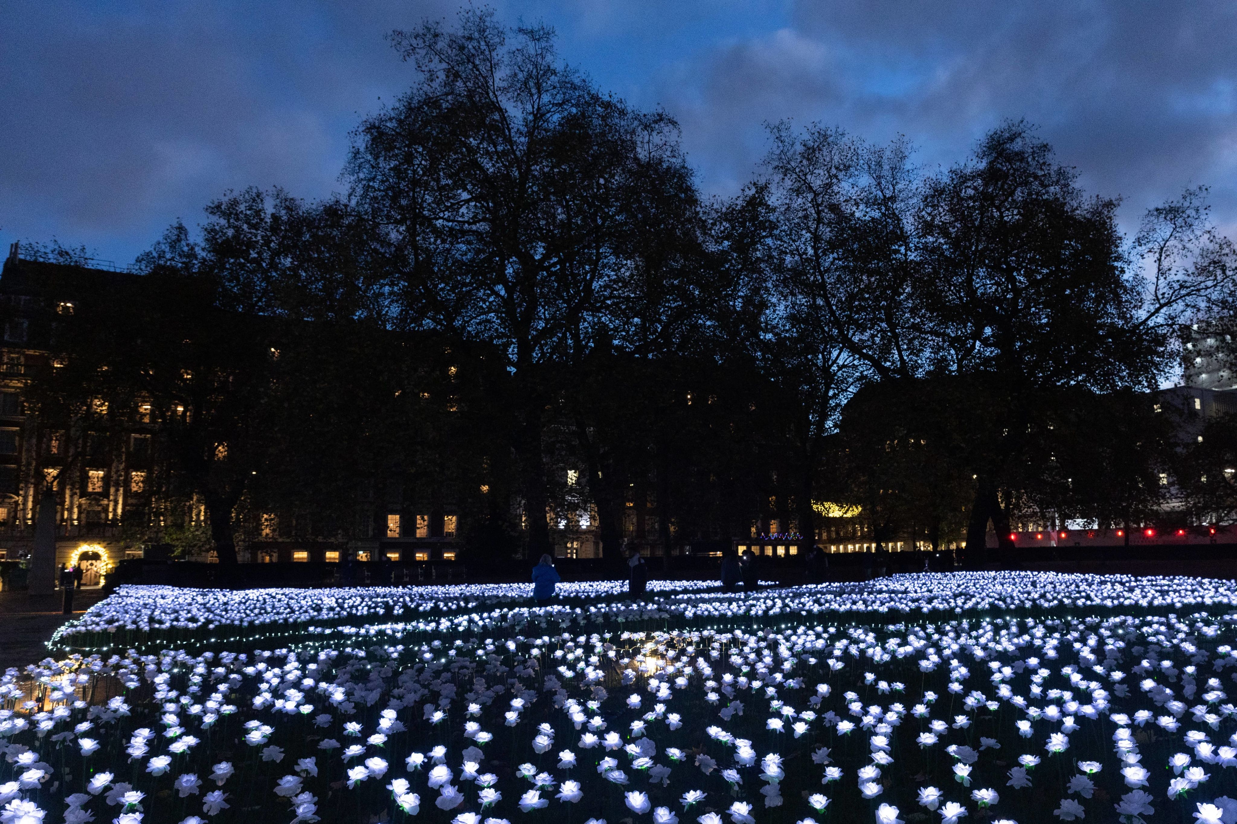 People walking through the Ever After Garden at night, lights for the buildings around the square shine through the silhouetted trees.