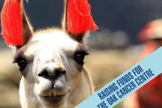 Llama's face