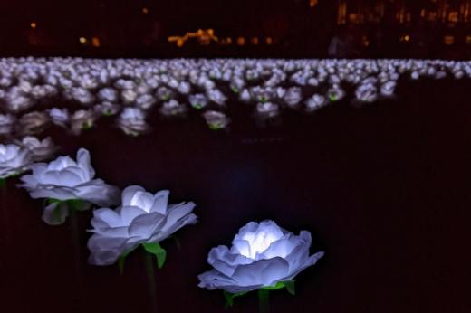 Illuminated rose in the Ever After Garden
