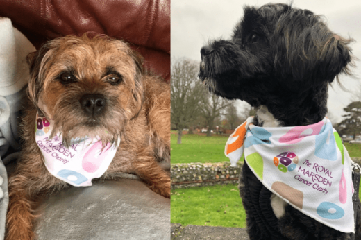 Two dogs wearing Royal Marsden brand bandannas