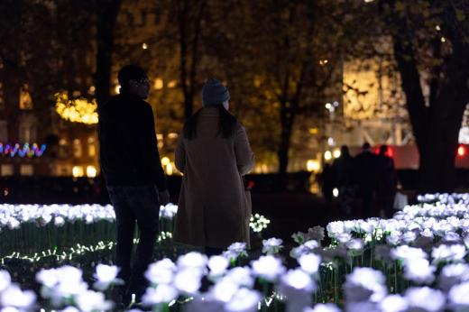 The backs of two people walking through a garden of illuminated white roses at night time 