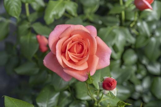 Catherine’s Rose named after Her Royal Highness