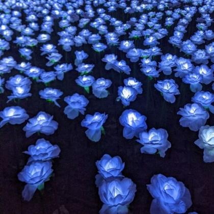 The Ever After Garden in Grosvenor Square at night with illuminated roses