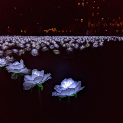Illuminated rose in the Ever After Garden