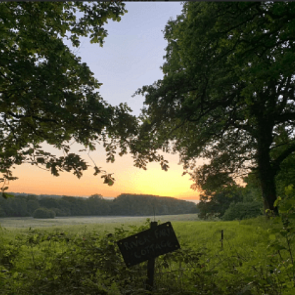 View of trees and a sunset