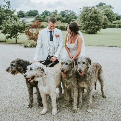 A bride and groom outside with four big dogs
