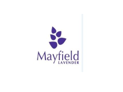 Mayfield lavender
