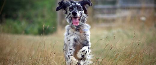 Black and white dog running through high grass