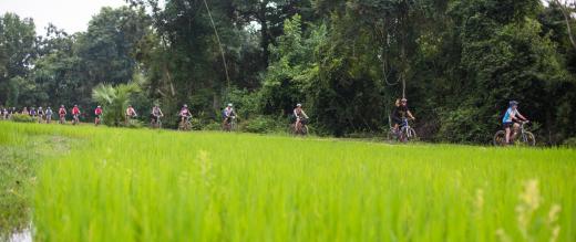 Cyclists passing a paddy field