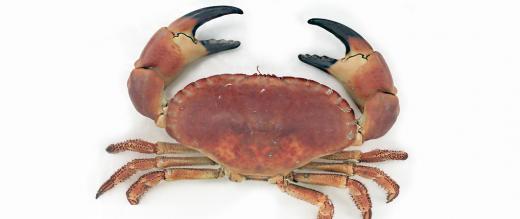 Dead crab