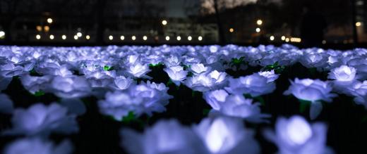Glowing roses at Grosvenor Square