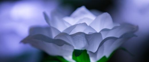 One of the glowing roses