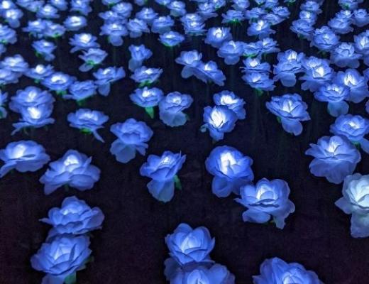 The Ever After Garden in Grosvenor Square at night with illuminated roses