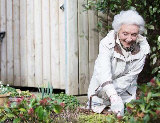 Shirley gardening at home