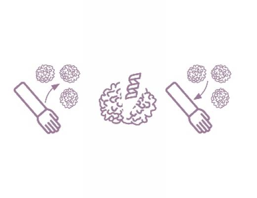 Graphic of CAR-T process