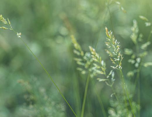 Soft focus photo of flowering grasses