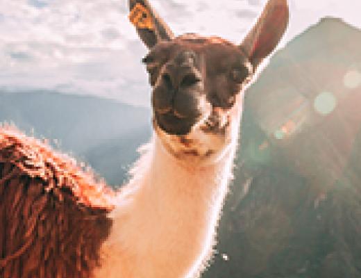 Llama on the Inca Trail