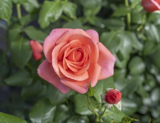 Catherine’s Rose named after Her Royal Highness